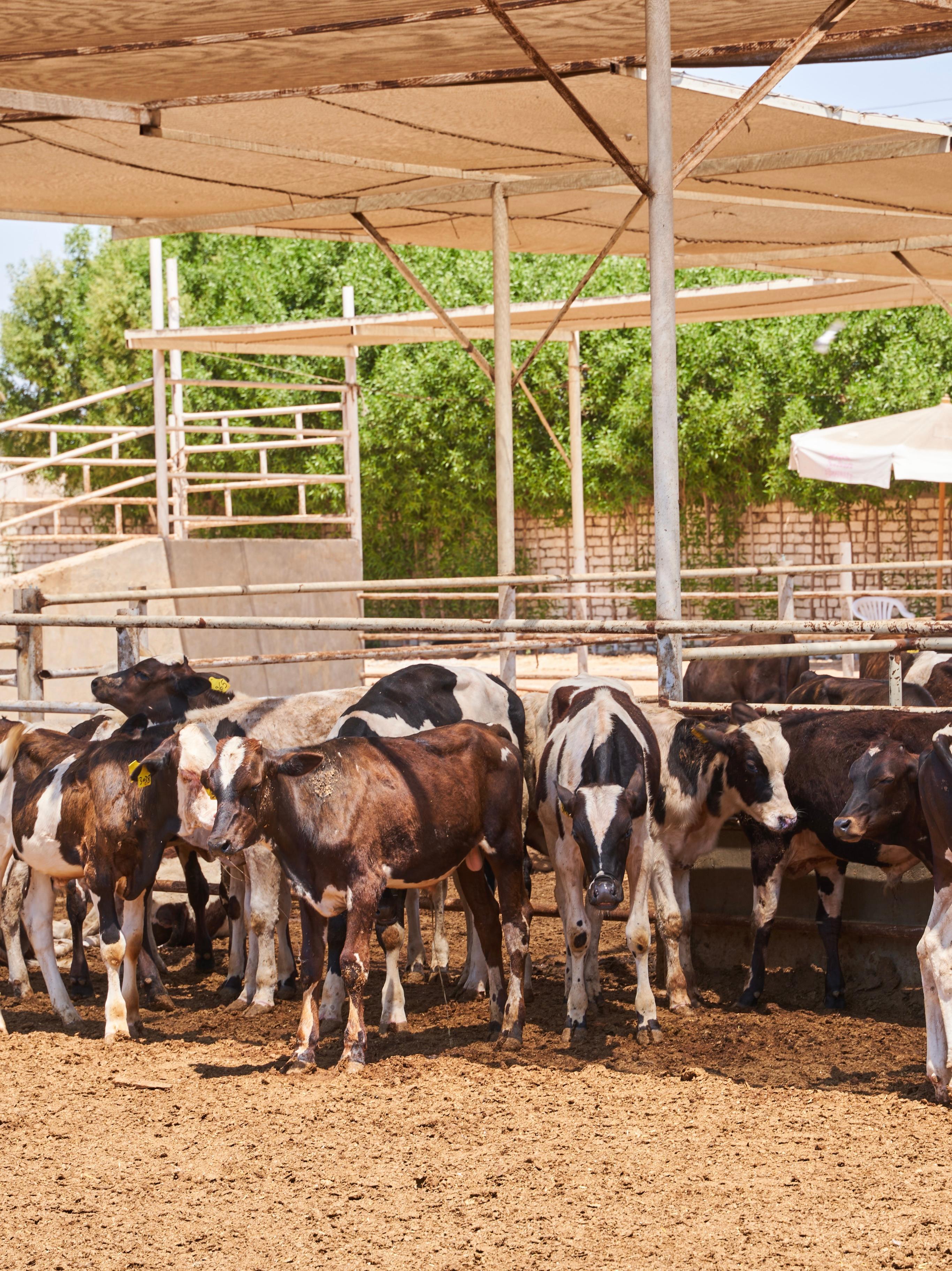 Our Farms