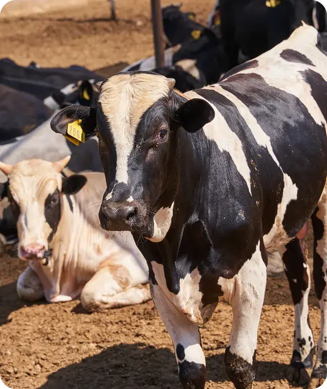 Beef Production Rooted in Strength and Proven Standards