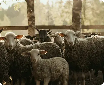 Farm gallery 6