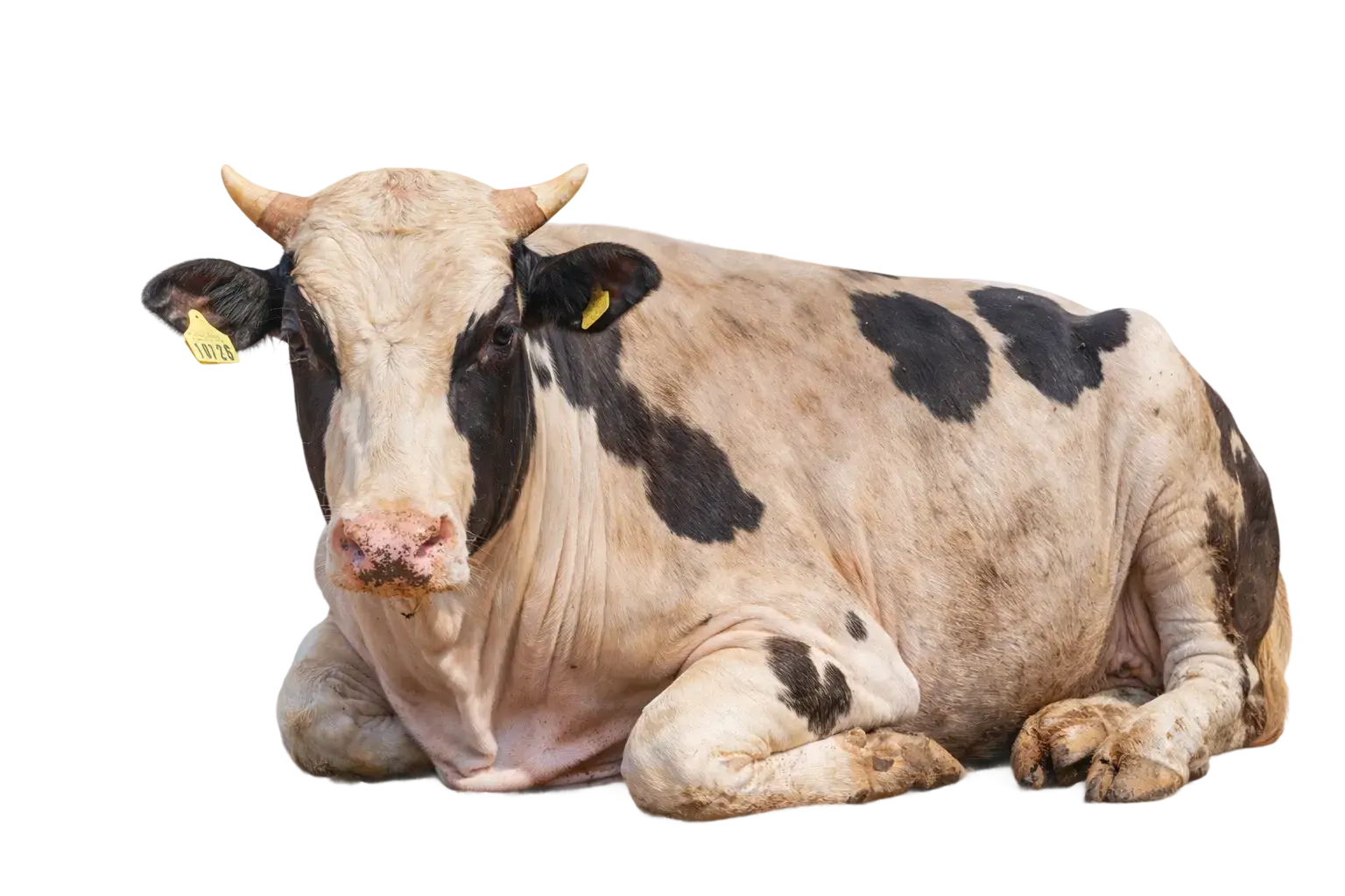 Livestock Care